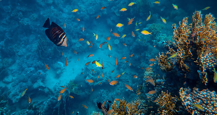 Barriera Corallina di Sharm: cosa è e perché è importante